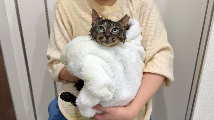 生まれて初めてお風呂で洗われてびちょ濡れになった保護猫がこうなっちゃいました…