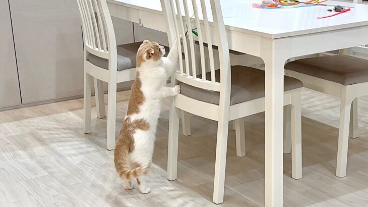 必死に猫じゃらしに手を伸ばしたのに取れなかった猫がまさかのこうなっちゃいました…笑
