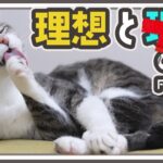 猫の理想と現実の違い