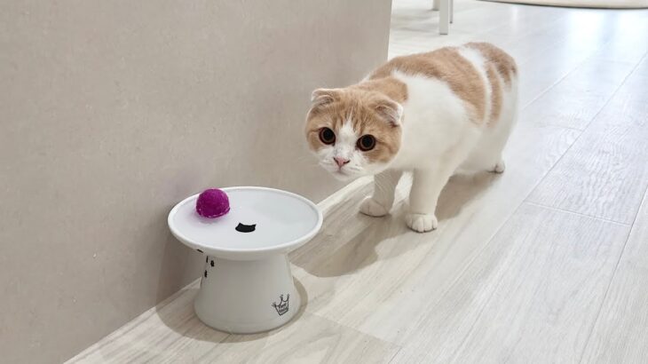 ボールを間違って飲み水に落としたら遊んでた猫がこうなっちゃいました…
