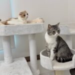 昼寝中にインターホンが鳴ったときの猫たちの反応が可愛すぎました笑