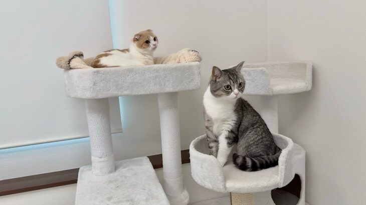 昼寝中にインターホンが鳴ったときの猫たちの反応が可愛すぎました笑