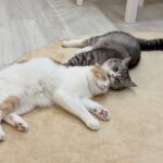 弟を毛繕いして寝かしつけてくれるまで成長した兄猫が頼もしすぎました…笑