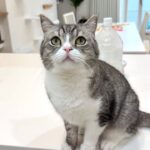 虫を捕まえると「褒めて」とおねだりしてくる猫が可愛すぎましたwww