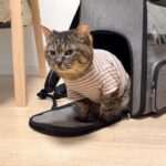 虐められて怪我してた保護猫を新しい家族の元に連れて行ったら反応が可愛すぎましたwww