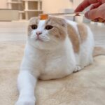 濡れた歯ブラシで撫でると猫が昇天するらしいのでやってみたらこうなっちゃいましたwww