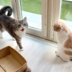 散歩から帰った直後にもう一回「お散歩する？」と聞いたら猫たちの反応が可愛すぎたwww