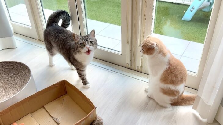 散歩から帰った直後にもう一回「お散歩する？」と聞いたら猫たちの反応が可愛すぎたwww