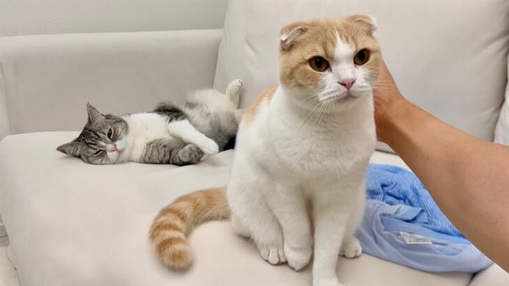 兄が先に寝るのを見計らってこっそり甘えに来る弟が可愛すぎましたwww