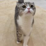 震度1の地震でも怖くてこっちに逃げてきたビビりな猫が可愛すぎました…