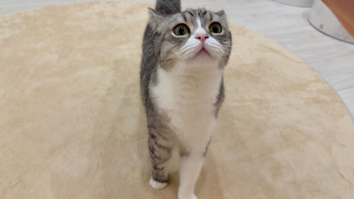 震度1の地震でも怖くてこっちに逃げてきたビビりな猫が可愛すぎました…