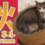 猫の秋トンネル2025