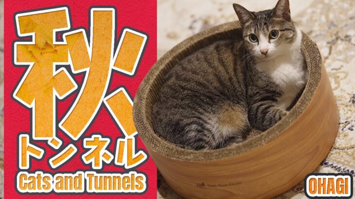 猫の秋トンネル2025