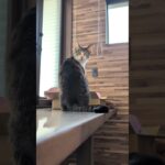 振り向きキジ猫😺 – Cats Back – #shorts #cat