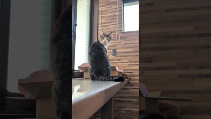振り向きキジ猫😺 – Cats Back – #shorts #cat