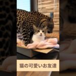 猫の可愛いお友達🐆 – Cats Best Friend – #shorts #cat