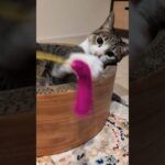 早い猫パンチ😸 – Cats Punch – #shorts #cat