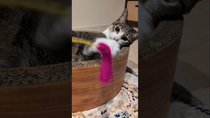 早い猫パンチ😸 – Cats Punch – #shorts #cat