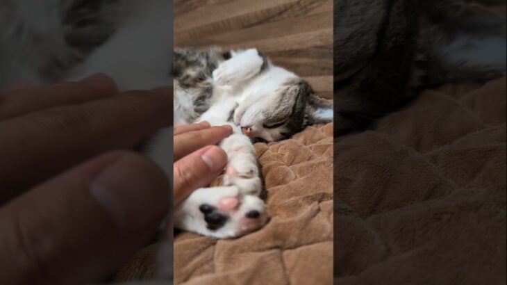 触られても平気な猫😺 – Cats Sleeping Time – #shorts #cat