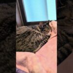 午後の熟睡ネコ😺 – Cats Sleeping – #shorts #cat