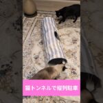 猫トンネルで縦列駐車😺 – Cats Tunnel – #shorts #cat