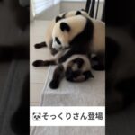 シャム猫のそっくりさん登場😺 – Cats and Pandas –