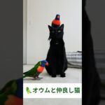 🦜オウムと仲良し猫 – Cats and Parrots – #cat #parrot