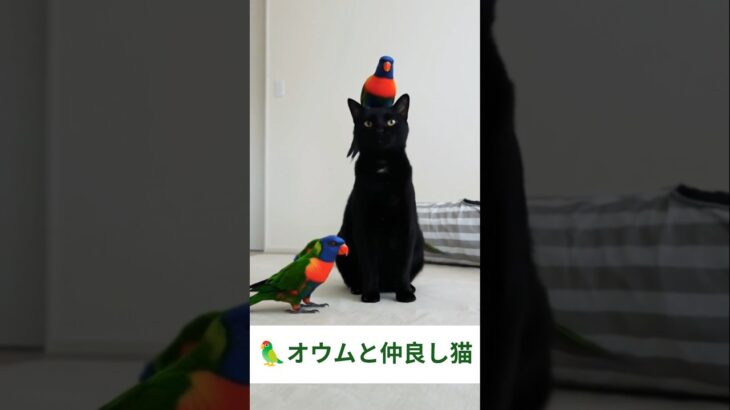 🦜オウムと仲良し猫 – Cats and Parrots – #cat #parrot