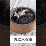 丸に入る猫😺 – Cats and circles – #shorts #cat