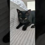 黒猫のアップップ😺 – Cats come close to a camera – #shorts #cat