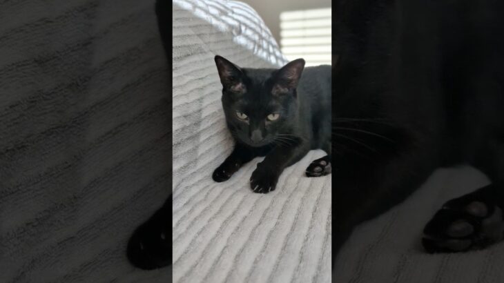 黒猫のアップップ😺 – Cats come close to a camera – #shorts #cat