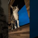 朝の空気を感じる猫😺 – Cats feal the fresh morning air – #shorts #cat