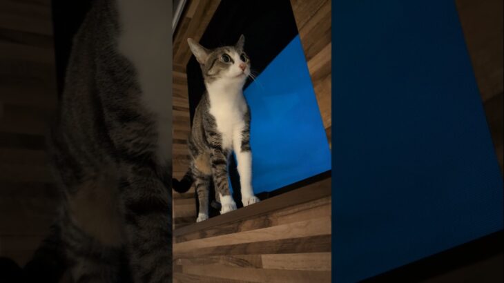 朝の空気を感じる猫😺 – Cats feal the fresh morning air – #shorts #cat