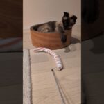 重い腰を上げる猫😺 – Cats get moving – #shorts #cat