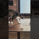 落としそうな猫😺 – Cats in danger – #shorts #cat