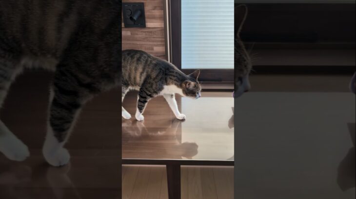 落としそうな猫😺 – Cats in danger – #shorts #cat