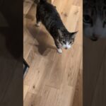 朝ウロウロする猫😺 – Cats in the morning – #shorts #cat