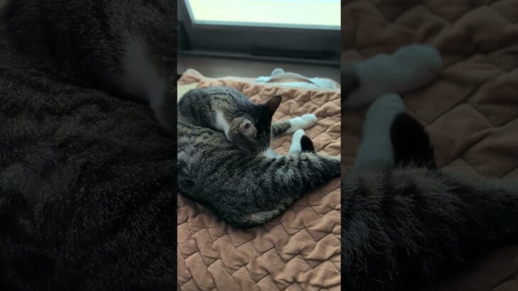 腹なめキジ猫😺 – Cats licking her belly – #shorts #cat