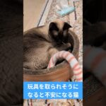 玩具を取られそうになると不安になる猫😿 – Cats mood – #shorts #cat