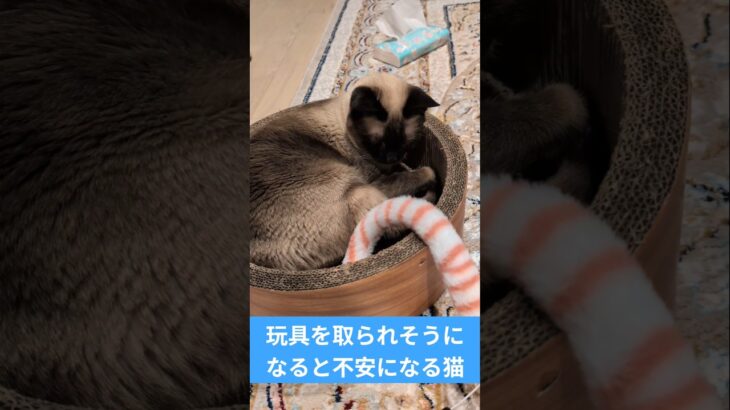 玩具を取られそうになると不安になる猫😿 – Cats mood – #shorts #cat
