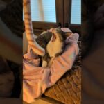 寝起きの猫は動き出すまで時間がかかる😺 – Cats need some time to get started – #shorts #cat