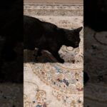 ウロウロバタン猫😺 – Cats stop his move – #shorts #cat
