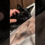 しっとりする黒猫😺 – Cute Cats – #shorts #cat