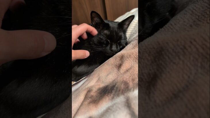 しっとりする黒猫😺 – Cute Cats – #shorts #cat