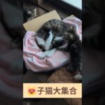 😻子猫大集合 – Cute Kitty – #shorts #cat