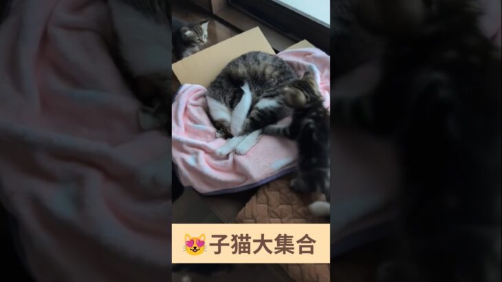 😻子猫大集合 – Cute Kitty – #shorts #cat