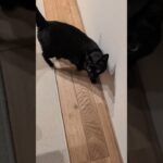 黒猫の後をつけてみた😺 – Follow Me – #shorts #cat