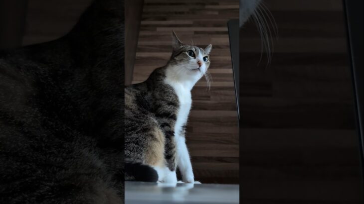 ちょいオネム猫😺 – My cat feels sleepy a little – #shorts #cat