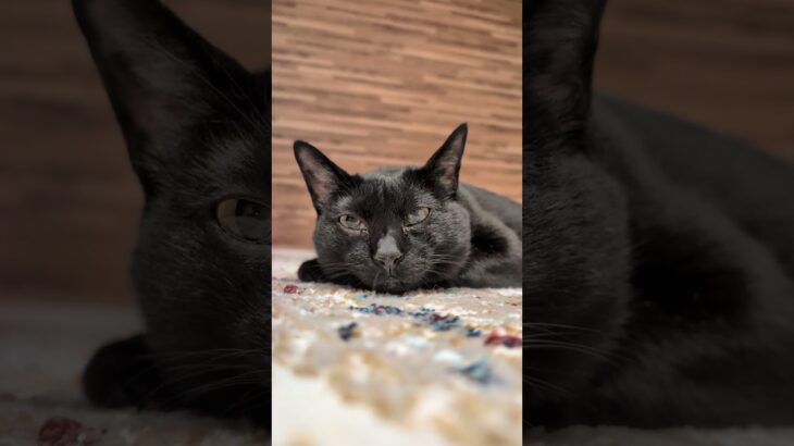 ぼーっとする黒猫😺 – My cat’s tired – #shorts #cat