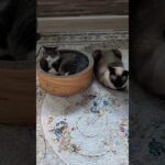 絶妙な距離間の猫😺 – Some distance of Cats – #shorts #cat